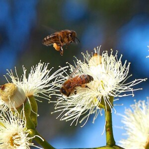 Everything You Need to Know About Eucalyptus Honey