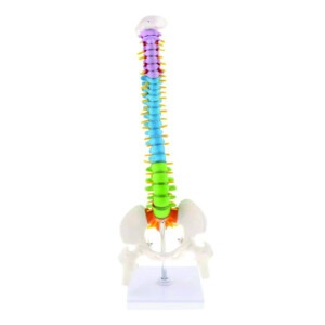 45 CM DETACHABLE SPINE COLOR MODEL