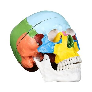 ADULT COLORED SKULL LIFE SIZE