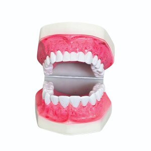 ADULT GUM TEETH MODEL