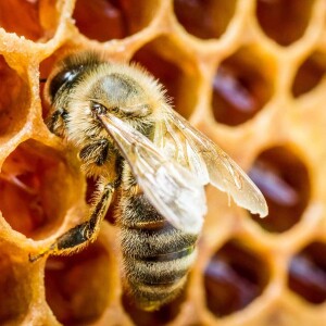 How Do Bees Make Honey? The Sweet Science Explained