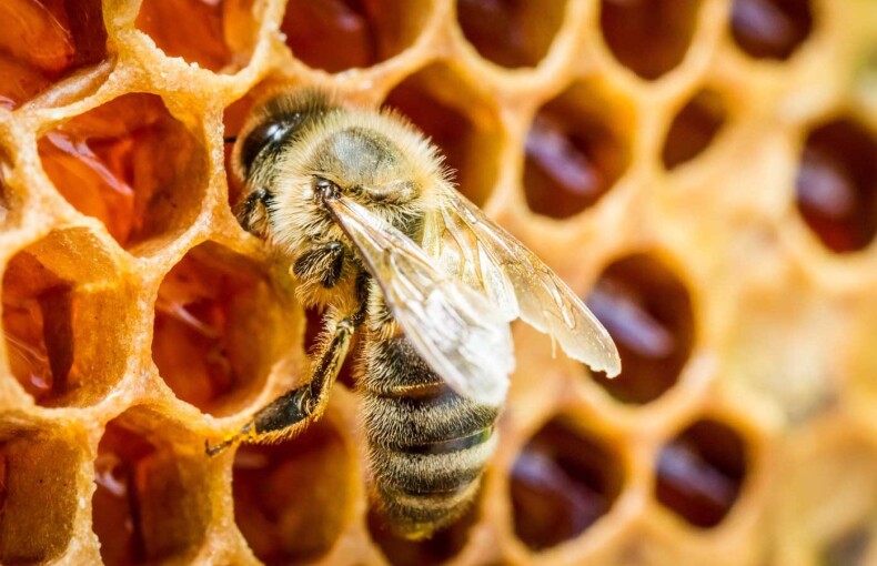 How Do Bees Make Honey? The Sweet Science Explained